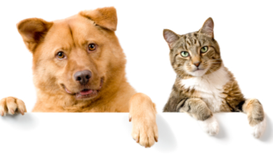 Is a Dog or Cat Better for City Living?